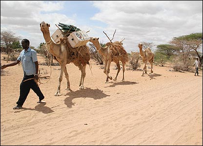 Camel library, Kenya